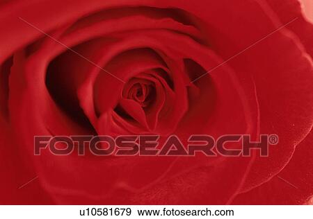Red Rose View Large Photo Image Stock Photo - Red Rose. Fotosearch