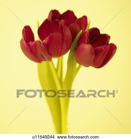 Red Tulip Flowers View Large Photo Image Picture - Red Tulip Flowers. Fotosearch