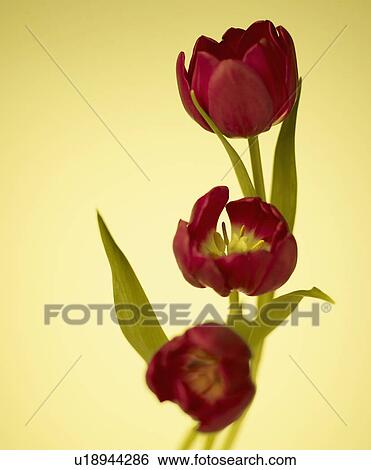 Stock Photograph - Red Tulip Flowers. Fotosearch