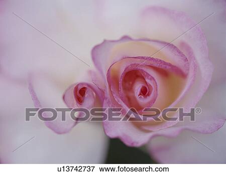 Rose View Large Photo Image Stock Photo - Rose. Fotosearch