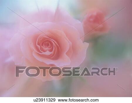 Rose View Large Photo Image Stock Photo - Rose. Fotosearch