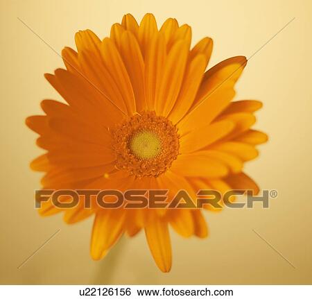 Single Gerbera Flower View Large Photo Image Stock Photograph - Single Gerbera Flower. Fotosearch