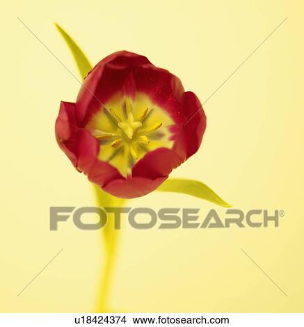 Picture - Single Red Tulip Flower. Fotosearch