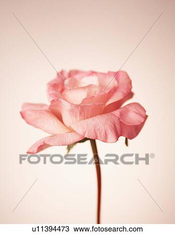 Stock Image - Single Rose. Fotosearch