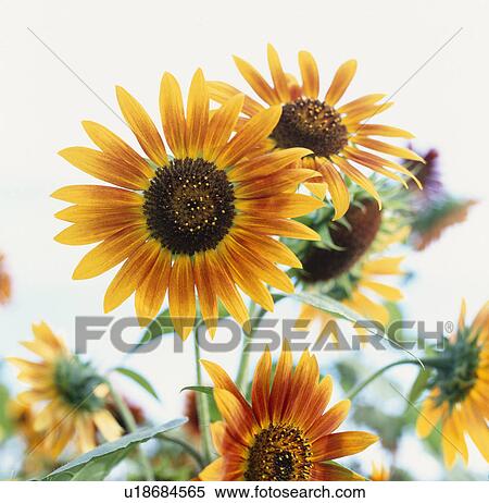 Stock Photography - Sunflowers. Fotosearch