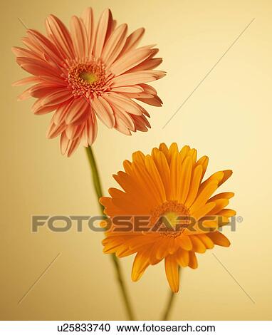 Two Gerbera Daisies View Large Photo Image Stock Image - Two Gerbera Daisies. Fotosearch