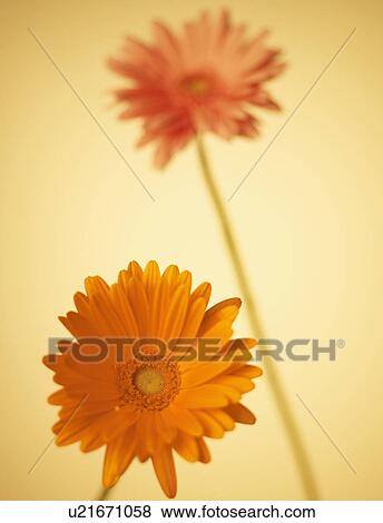 Stock Photo - Two Gerbera Daisies. Fotosearch