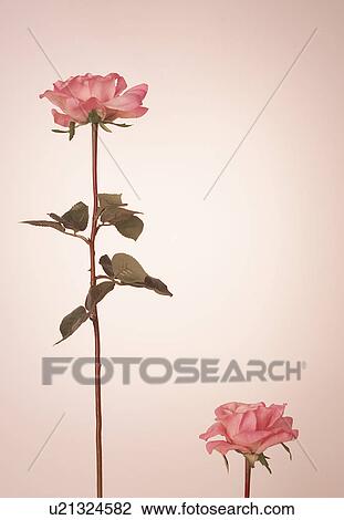 Stock Image - Two Pink Roses. Fotosearch