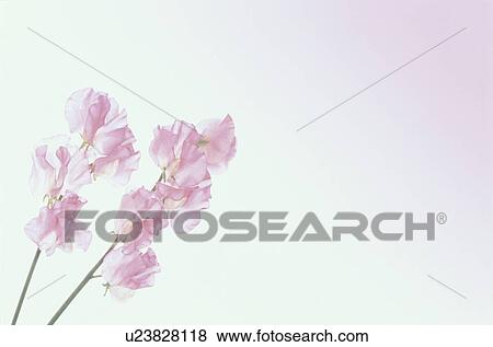 Two Pink Sweet Peas View Large Photo Image Stock Photo - Two Pink Sweet Peas. Fotosearch