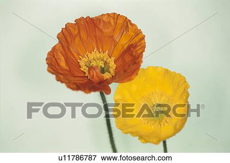 Two Poppies View Large Photo Image Stock Photo - Two Poppies. Fotosearch