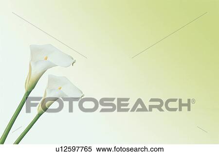 Stock Photography - Two White Colors. Fotosearch