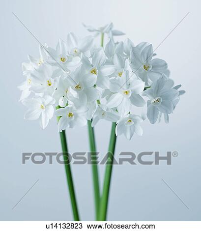 Stock Image - White Dandelion Flowers. Fotosearch