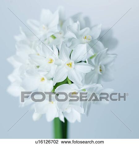 Stock Image - White Dandelion Flowers. Fotosearch