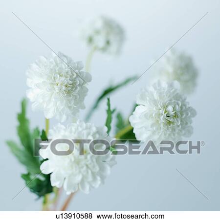 White Flowers View Large Photo Image Stock Photo - White Flowers. Fotosearch