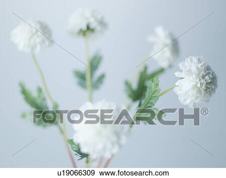Stock Photo - White Flowers. Fotosearch