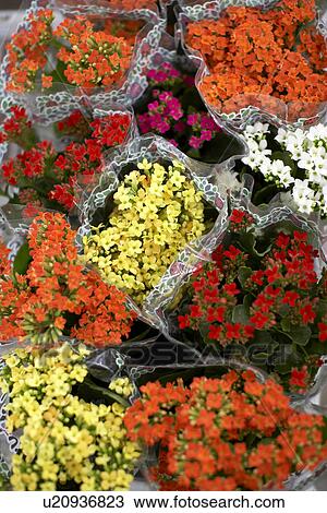 Yellow and red flowers (directly above) View Large Photo Image Stock Image - Yellow and red flowers (directly above). Fotosearch