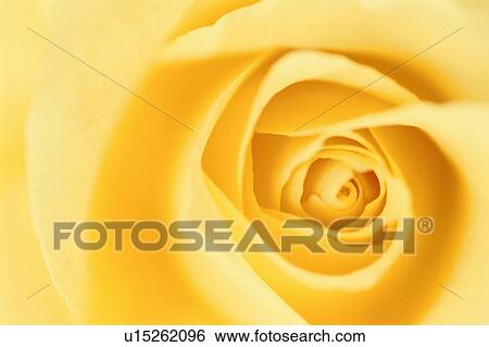 Stock Photograph - Yellow Rose. Fotosearch