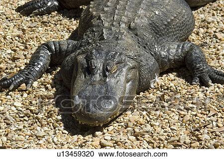 American alligator, Alligator mississippiensis, Homosassa Springs Wildlife State Park, Florida, USA View Large Photo Image Stock Image - American alligator, Alligator mississippiensis, Homosassa Springs Wildlife State Park, Florida, USA. Fotosearch