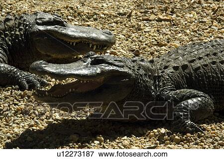 Stock Photo - American alligator, Alligator mississippiensis, Homosassa Springs Wildlife State Park, Florida, USA. Fotosearch