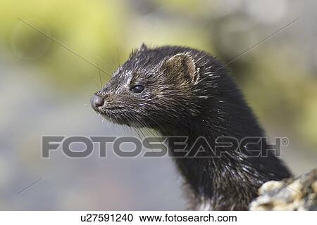 American mink (Mustela vison). Non-native species in the UK considered a threat to ground-nesting birds and water voles in particular. Widespread as a result of escapes from fur farms since the 1950s. Hebrides, Scotland View Large Photo Image Stock Image - American mink (Mustela vison). Non-native species in the UK considered a threat to ground-nesting birds and water voles in particular. Widespread as a result of escapes from fur farms since the 1950s. Hebrides, Scotland. Fotosearch