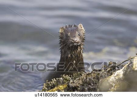 American mink (Mustela vison). Non-native species in the UK considered a threat to ground-nesting birds and water voles in particular. Widespread as a result of escapes from fur farms since the 1950s. Hebrides, Scotland View Large Photo Image Stock Photography - American mink (Mustela vison). Non-native species in the UK considered a threat to ground-nesting birds and water voles in particular. Widespread as a result of escapes from fur farms since the 1950s. Hebrides, Scotland. Fotosearch