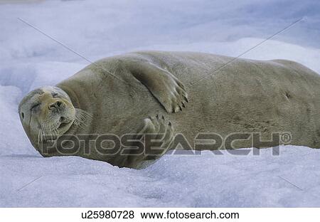 Stock Photo - Bearded Seal (Erignathus Barbatus) resting on sea ice. North Spitsbergen, Svalbard. Fotosearch