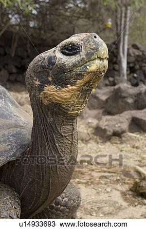 Captive Galapagos giant tortoise (Geochelone elephantopus) being fed at the Charles Darwin Research Station on Santa Cruz Island in the Galapagos Island Group, Ecuador. The Galapagos Giant Tortoise is endemic only to the Galapagos Islands. There are curre View Large Photo Image Stock Image - Captive Galapagos giant tortoise (Geochelone elephantopus) being fed at the Charles Darwin Research Station on Santa Cruz Island in the Galapagos Island Group, Ecuador. The Galapagos Giant Tortoise is endemic only to the Galapagos Islands. There are curre. Fotosearch