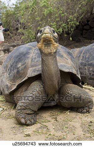 Captive Galapagos giant tortoise (Geochelone elephantopus) being fed at the Charles Darwin Research Station on Santa Cruz Island in the Galapagos Island Group, Ecuador. The Galapagos Giant Tortoise is endemic only to the Galapagos Islands. There are curre View Large Photo Image Stock Image - Captive Galapagos giant tortoise (Geochelone elephantopus) being fed at the Charles Darwin Research Station on Santa Cruz Island in the Galapagos Island Group, Ecuador. The Galapagos Giant Tortoise is endemic only to the Galapagos Islands. There are curre. Fotosearch