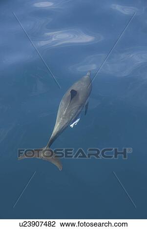 Stock Image - Common Dolphin with sucker fish. Baja, Mexico. Fotosearch
