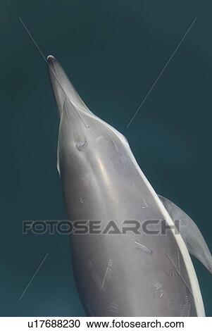 Common Dolphins. Baja, Mexico View Large Photo Image Stock Image - Common Dolphins. Baja, Mexico. Fotosearch