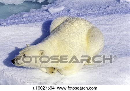 Picture - Curious polar bear (Ursus maritimus) on an ice floe. Scoresbysund, East Greenland. Fotosearch