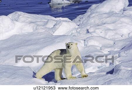Stock Image - Curious polar bear (Ursus maritimus) on an ice floe. Scoresbysund, East Greenland. Fotosearch