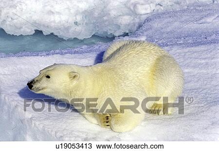 Curious polar bear (Ursus maritimus) on an ice floe. Scoresbysund, East Greenland View Large Photo Image Stock Image - Curious polar bear (Ursus maritimus) on an ice floe. Scoresbysund, East Greenland. Fotosearch
