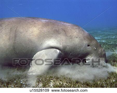 Stock Photo - Dugong (dugong dugong) feeding in the sea grass. Marsa Alam. Red Sea. Egypt. Fotosearch