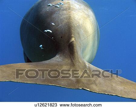 Dugong (dugong dugong) Tail on his way past me. Marsa Alam. Red Sea. Egypt View Large Photo Image Stock Image - Dugong (dugong dugong) Tail on his way past me. Marsa Alam. Red Sea. Egypt. Fotosearch