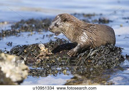 Picture - Eurasian river otter (Lutra lutra) eating a large crab. Large fish and crabs are difficult to constrain and eat in the water so are often brought ashore. Otters will sometimes swim realtively long distances in order to do so. Hebrides, Scotland. Fotosearch