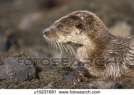 Stock Image - Eurasian river otter (Lutra lutra) resting in the seaweed and rocks. Otters spend a great deal of time resting, usually close to the water's edge or on rocks just offshore. This time is spent sleeping and preening fur etc. Notice the recent injuries su. Fotosearch