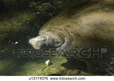 Stock Photograph - Florida manatee, Trichechus manatus latirostris, Homosassa Springs Wildlife State Park, Florida, USA. Fotosearch