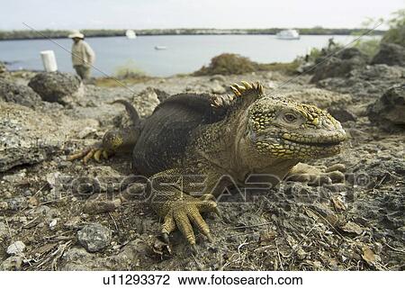 Galapagos Land Iguana (Conolophus subcristatus). Galapagos. View Large Photo Image Stock Image - Galapagos Land Iguana (Conolophus subcristatus). Galapagos.. Fotosearch
