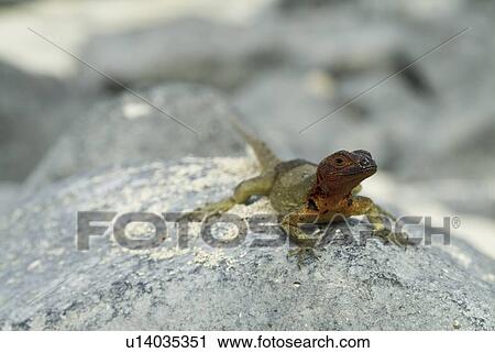 Galapagos lava lizard (Microlophus albemarlensis). Galapagos. View Large Photo Image Stock Image - Galapagos lava lizard (Microlophus albemarlensis). Galapagos.. Fotosearch