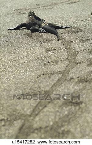 Stock Image - Galapagos marine iguana (Amblyrhynchus cristatus). Galapagos.. Fotosearch