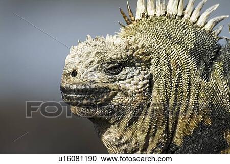 Galapagos marine iguana (Amblyrhynchus cristatus). Galapagos. View Large Photo Image Stock Image - Galapagos marine iguana (Amblyrhynchus cristatus). Galapagos.. Fotosearch