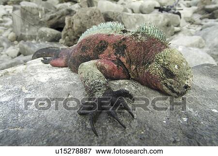 Galapagos marine iguana (Amblyrhynchus cristatus). Galapagos. View Large Photo Image Stock Photo - Galapagos marine iguana (Amblyrhynchus cristatus). Galapagos.. Fotosearch