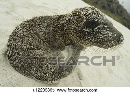 Stock Photography - Galapagos Sea Lion (Zalophus californianus wollebacki). Galapagos.. Fotosearch