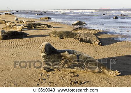 Stock Image - Grey Seal (Halichoerus grypus) colony basks on beach, adult male in foreground propped up on elbow, Lincolnshire, UK. Fotosearch