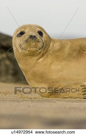 Grey Seal (Halichoerus grypus) portrait basking in late afternoon sun, Lincolnshire, UK View Large Photo Image Picture - Grey Seal (Halichoerus grypus) portrait basking in late afternoon sun, Lincolnshire, UK. Fotosearch