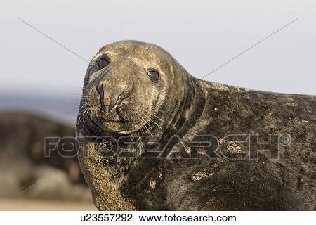 Stock Image - Grey Seal (Halichoerus grypus) portrait of adult, Lincolnshire, UK. Fotosearch