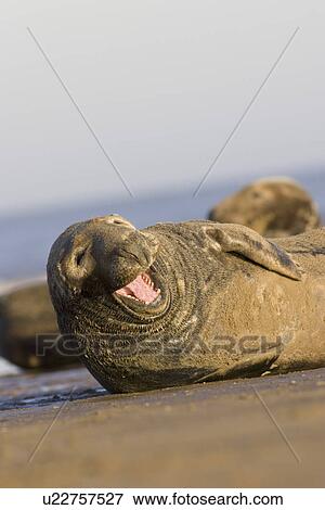 Stock Photo - Grey Seal, Halichoerus grypus, yawning on beach (humour), Lincolnshire, UK. Fotosearch