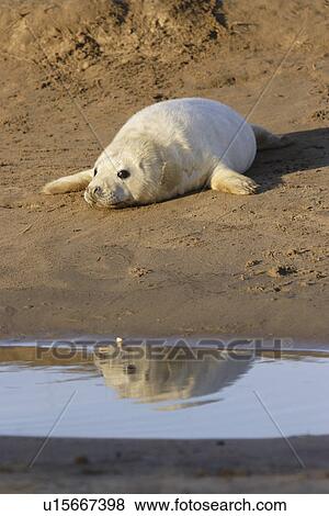 Grey seal (Halichoerus grypus) young pup in lanugo coat on mud bank reflected in pool Donna Nook, Lincolnshire, UK View Large Photo Image Stock Photo - Grey seal (Halichoerus grypus) young pup in lanugo coat on mud bank reflected in pool Donna Nook, Lincolnshire, UK. Fotosearch