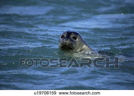 Harbour or Common seal (Phoca vitulina) Jokulsarlon glacial lagoon, SE Iceland. View Large Photo Image Stock Photo - Harbour or Common seal (Phoca vitulina) Jokulsarlon glacial lagoon, SE Iceland.. Fotosearch